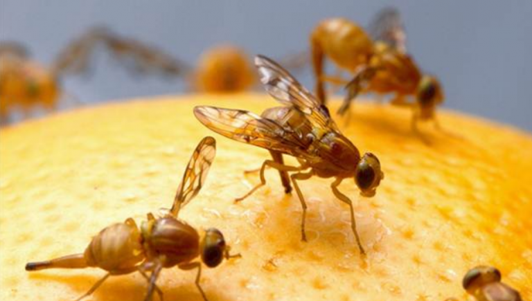 Kako se riješiti voćnih mušica?